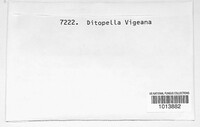 Image of Ditopella vizeana